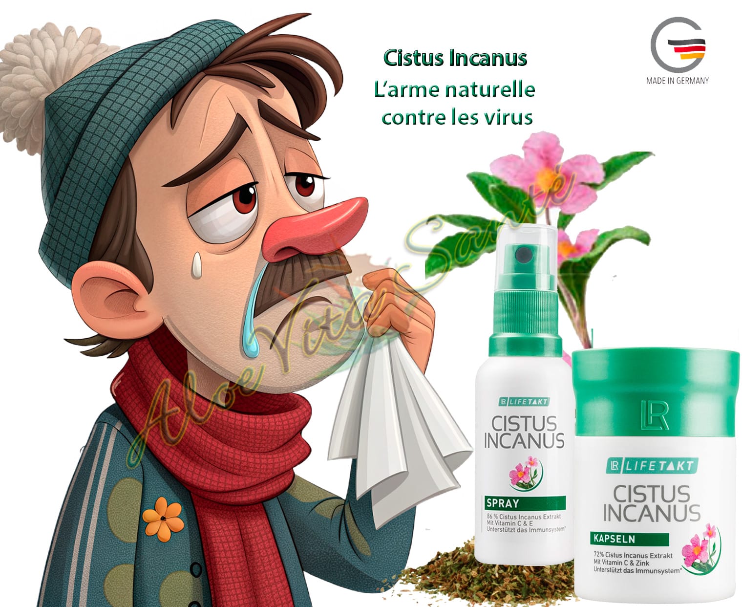 Cistus incanus est réputé pour ses propriétés antivirales et antibactériennes